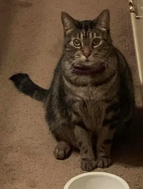 Lost cat in College Station, TX, 77845