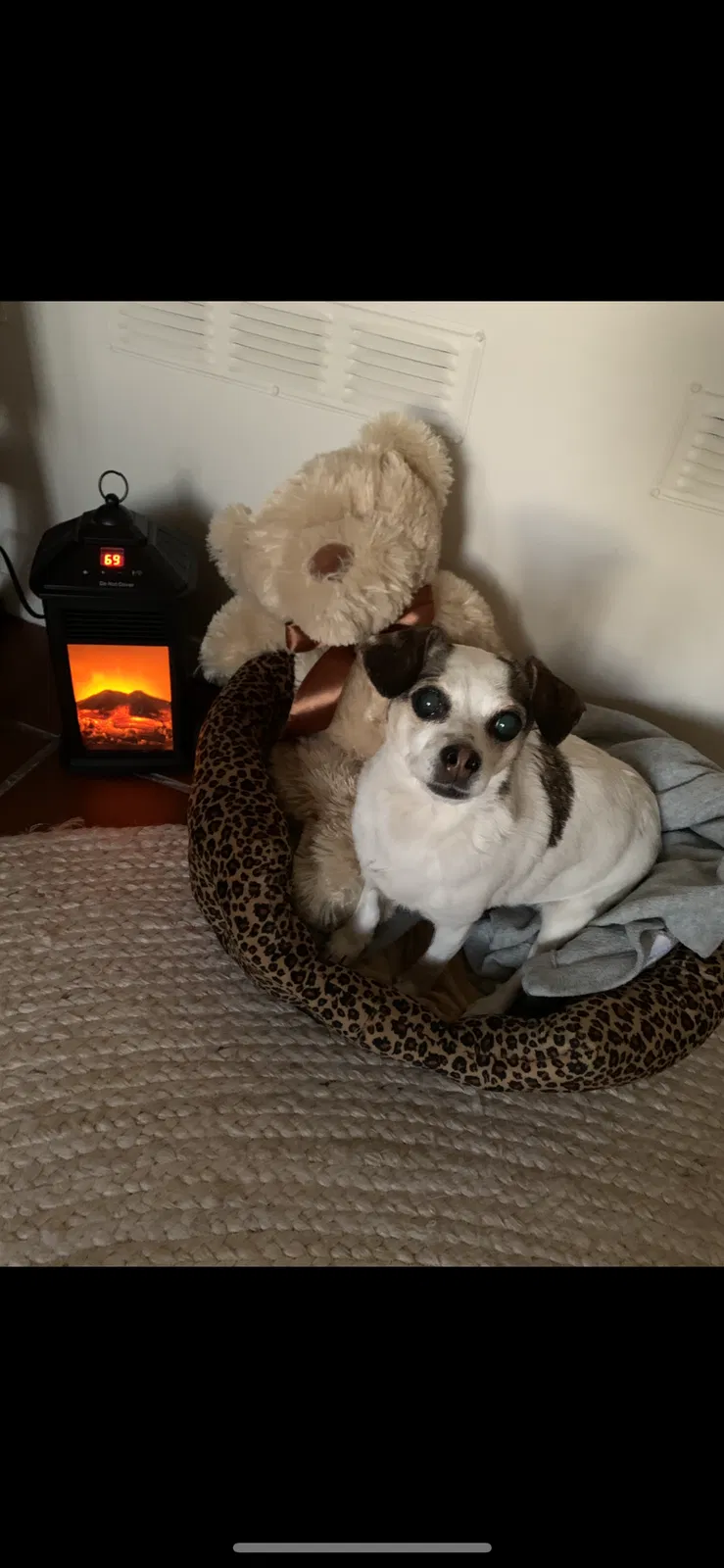 Lost dog in San Francisco, CA, 94133