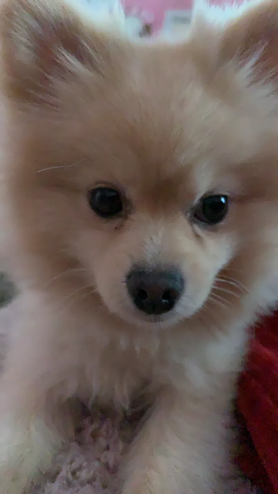 Lost dog in Colton, CA, 92324