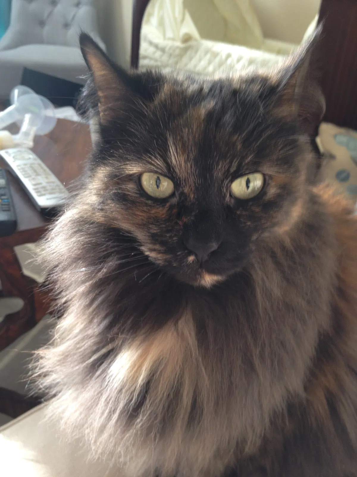 Lost cat in Colorado Springs, CO, 80925