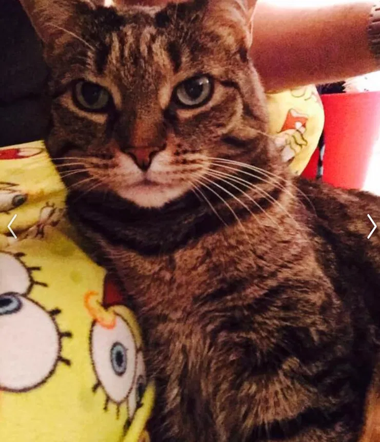 Lost cat in Columbus, OH, 43205