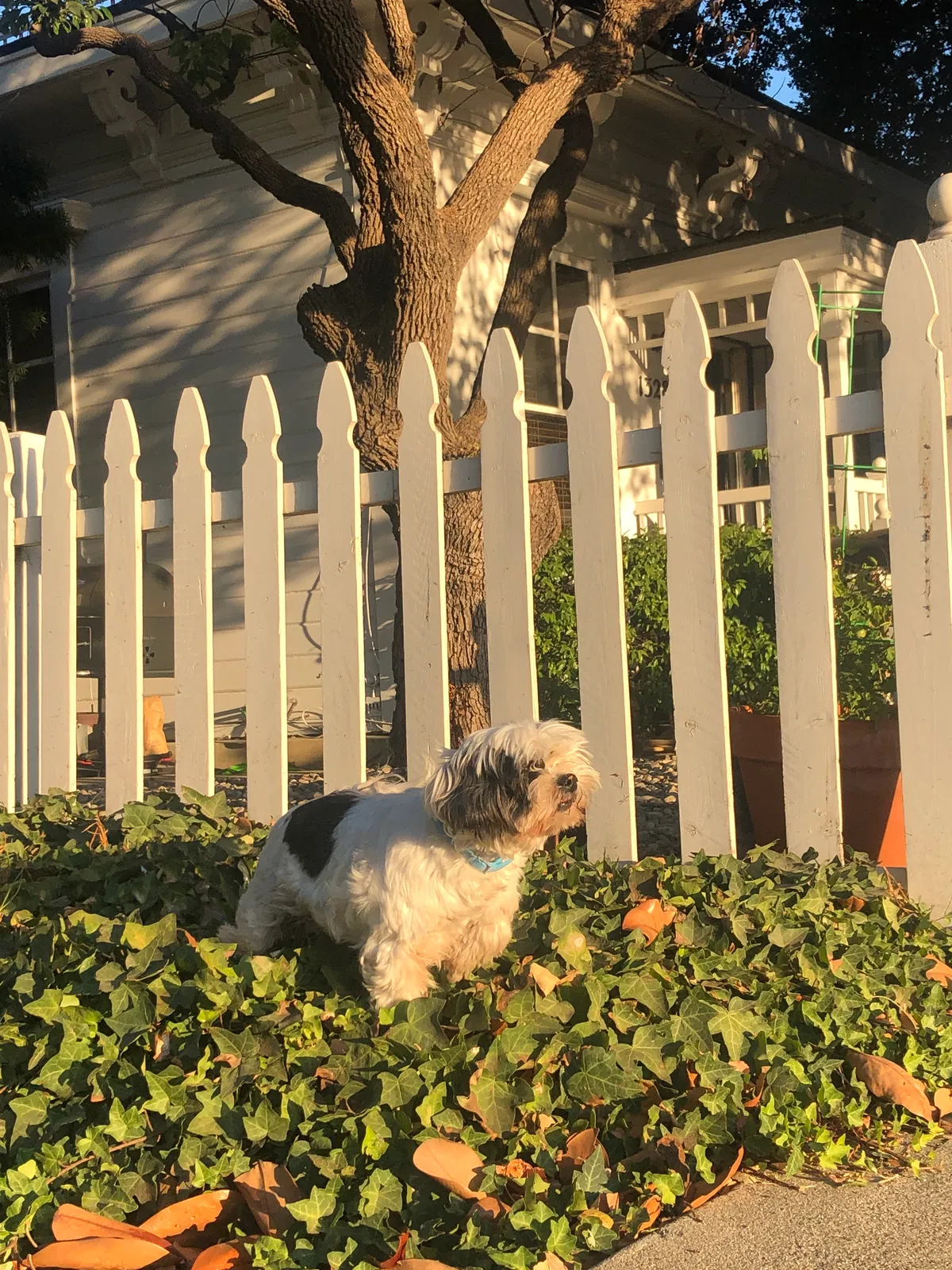 Lost dog in San Luis Obispo, CA, 93401