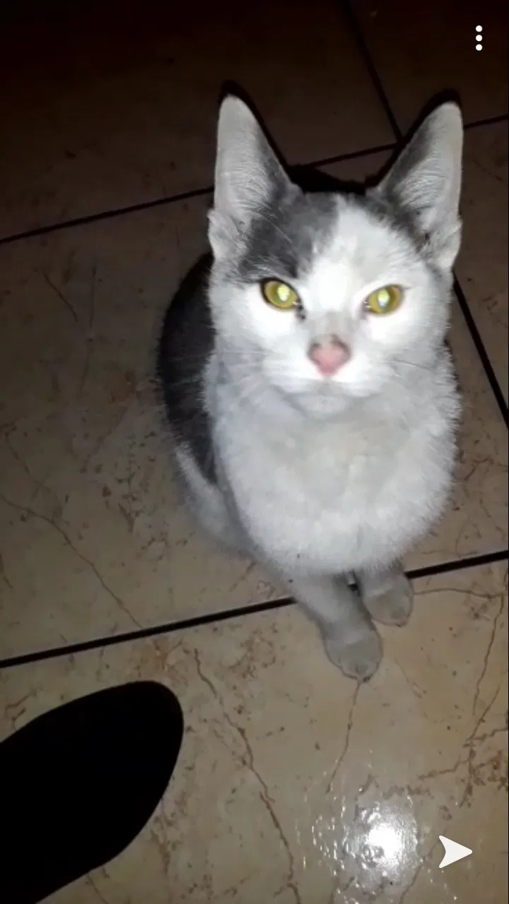 Lost cat in San Bernardino, CA, 92408