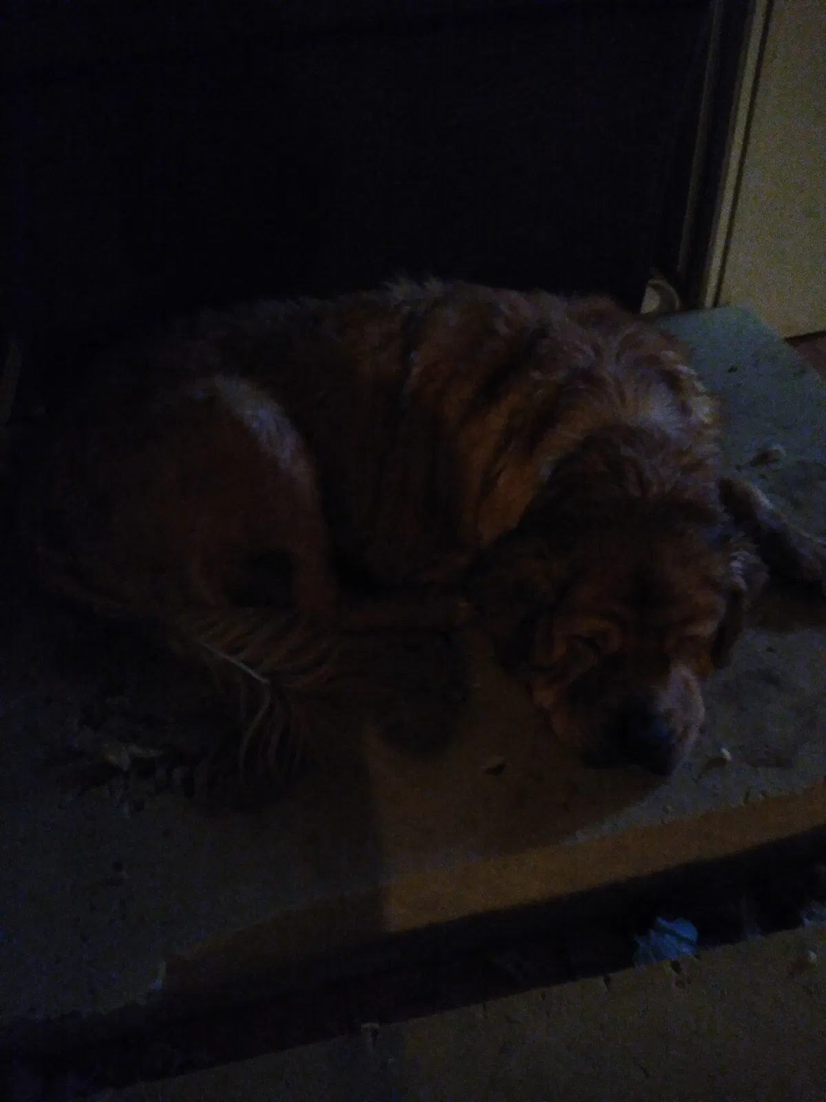 Found dog in Bloomington, IN, 47404