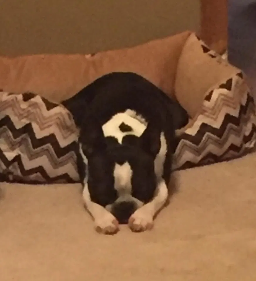 Lost dog in Springfield, LA, 70462