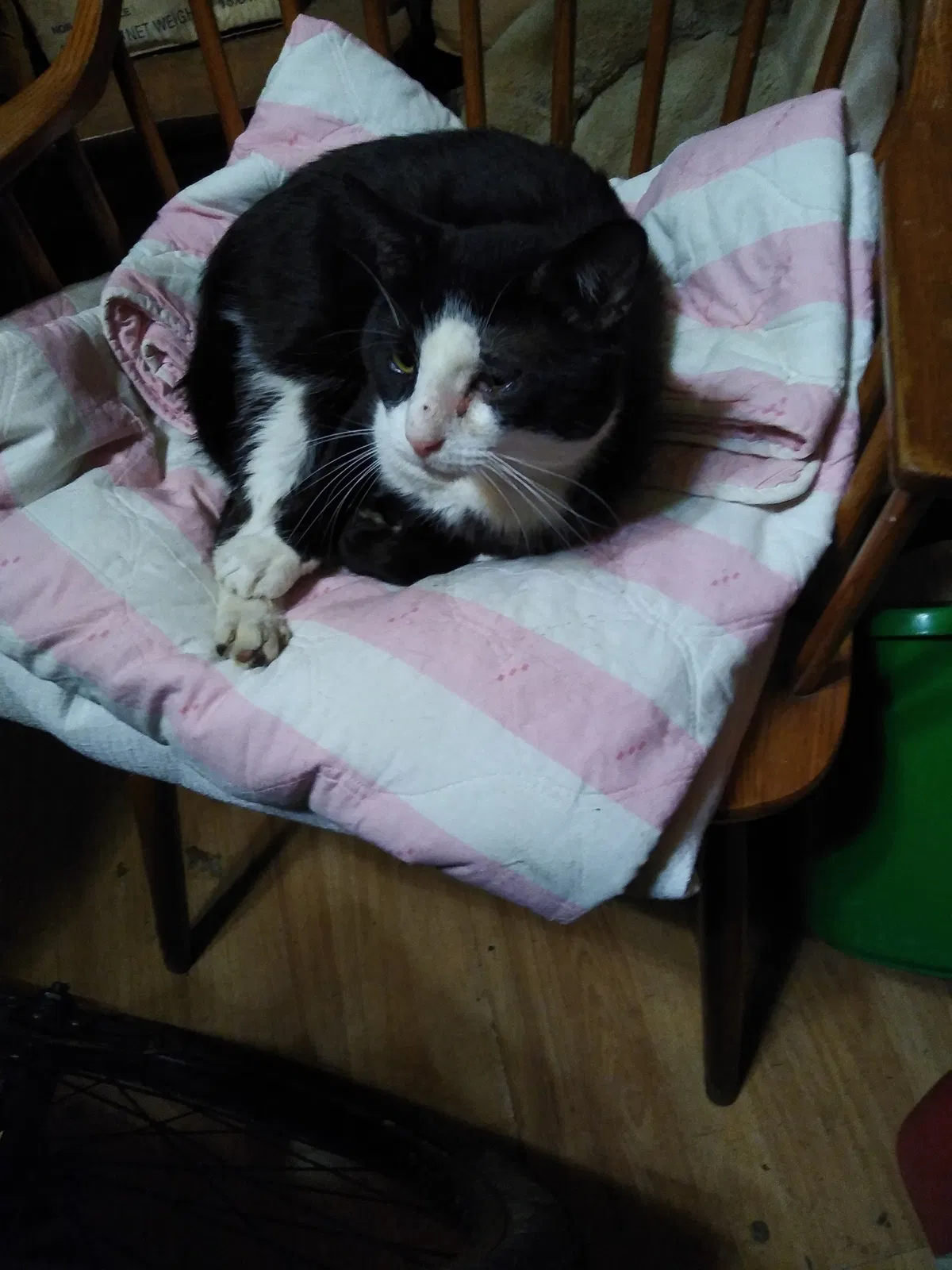 Found cat in Spencer, IN, 47460