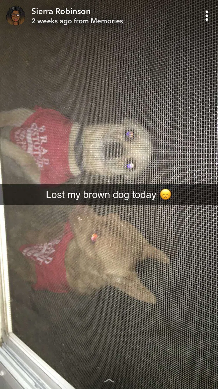 Lost dog in Wichita, KS, 67211