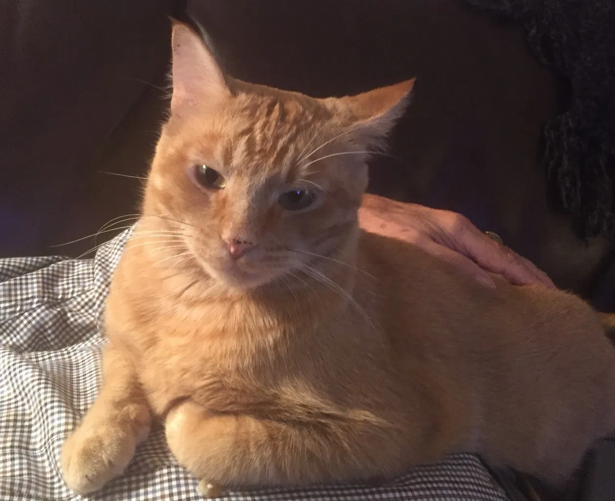 Lost cat in Hopkins, MN, 55343
