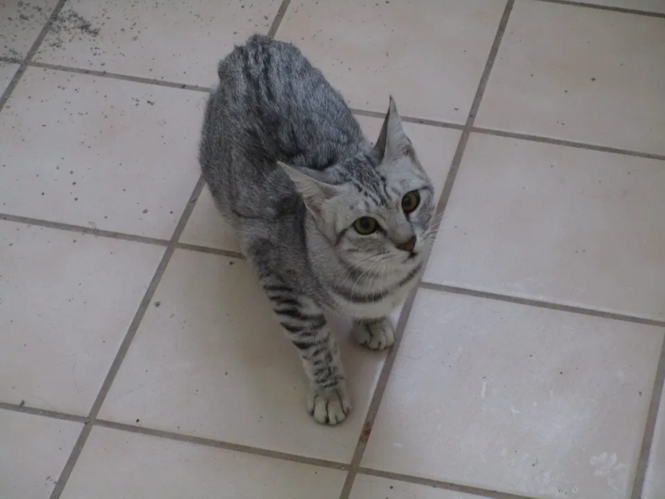Lost cat in Wolcott, CT, 6716