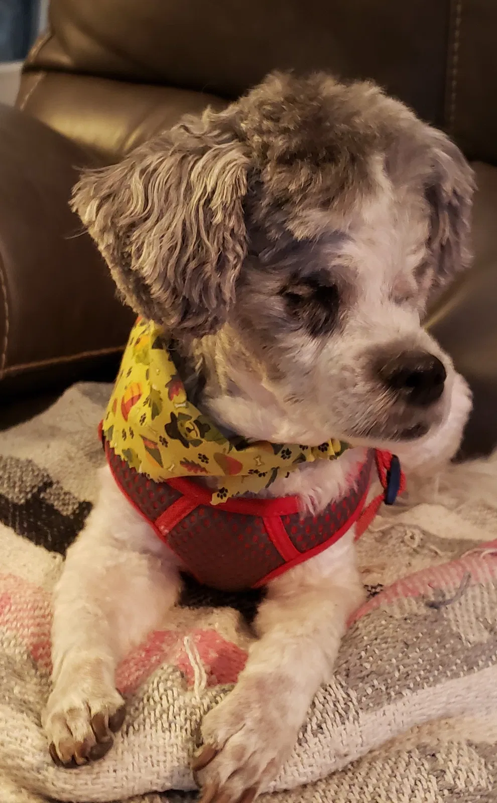 Lost dog in High Ridge, MO, 63049