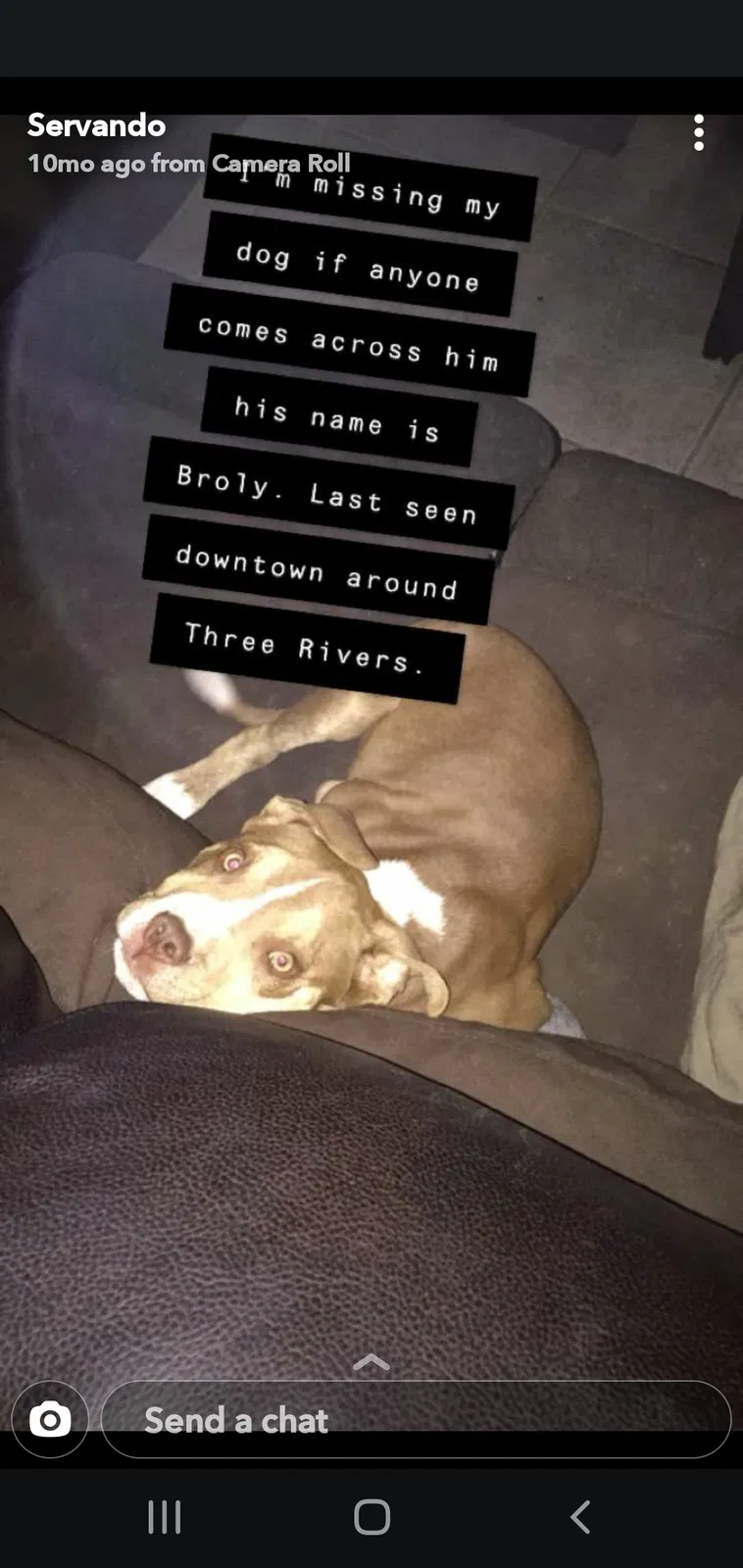 Lost dog in Farmington, NM, 87401