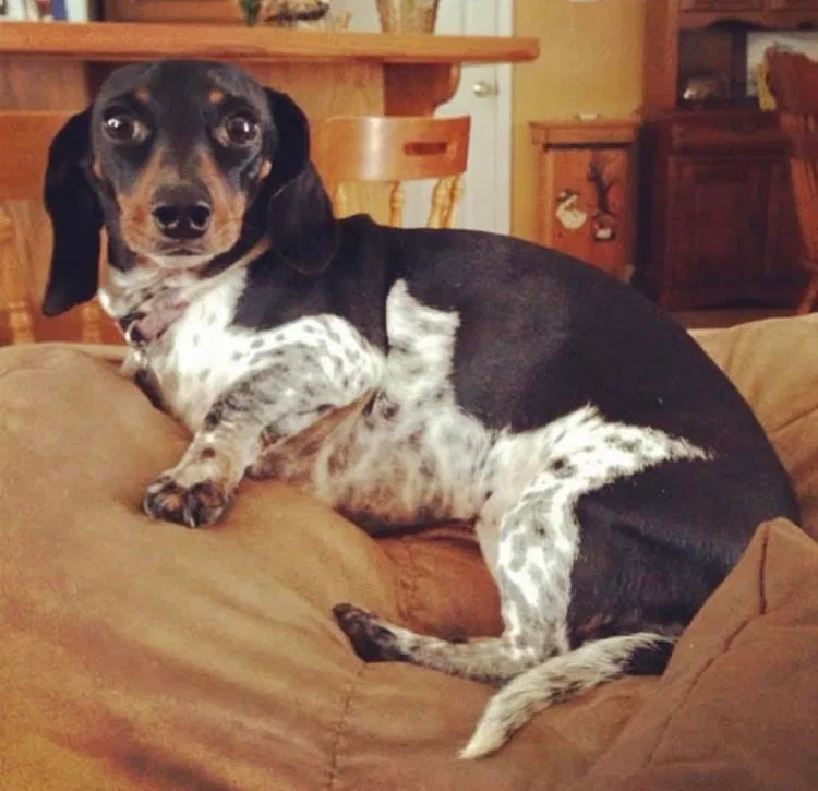 Lost dog in West Monroe, LA, 71292