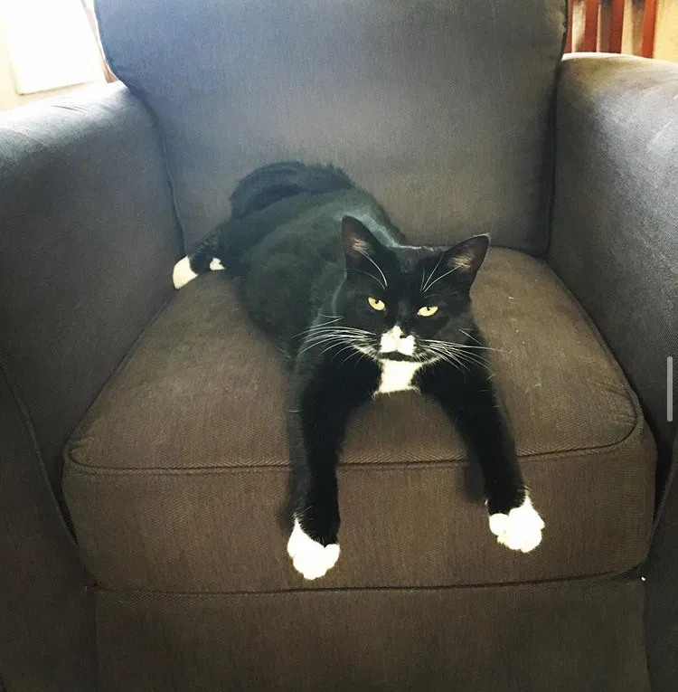 Lost cat in Tacoma, WA, 98418