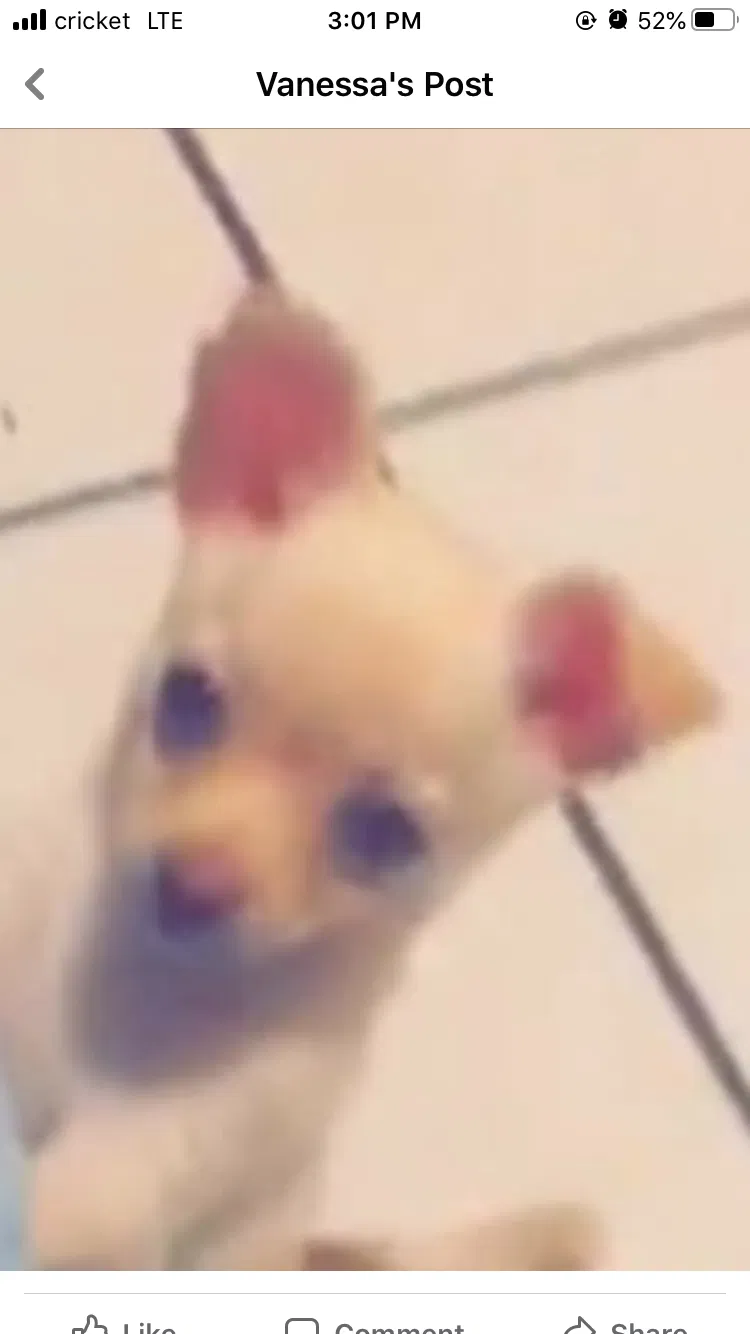 Lost dog in Phoenix, AZ, 85040