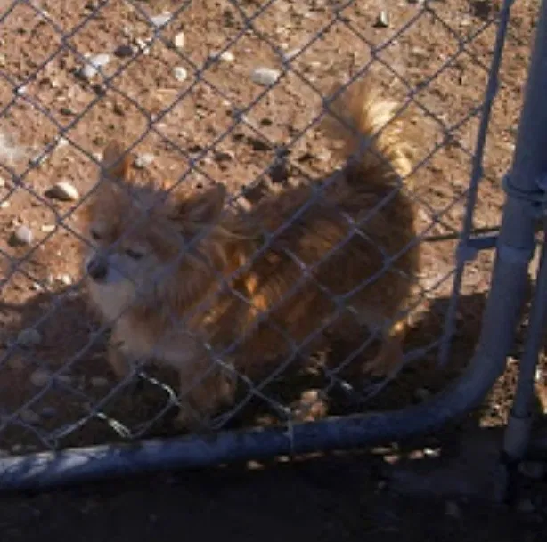 Lost dog in Bernalillo, NM, 87004