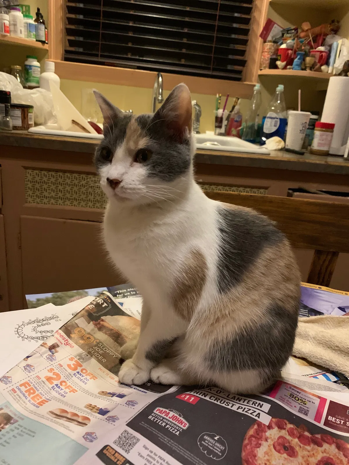 Lost cat in Evansville, IN, 47714