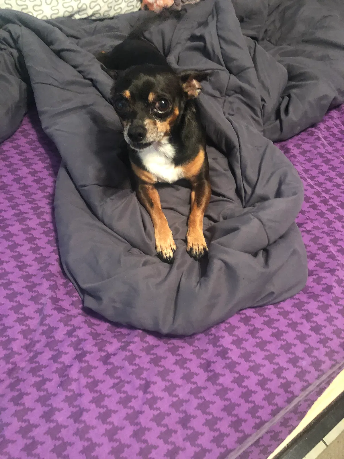 Lost dog in Austin, TX, 78753