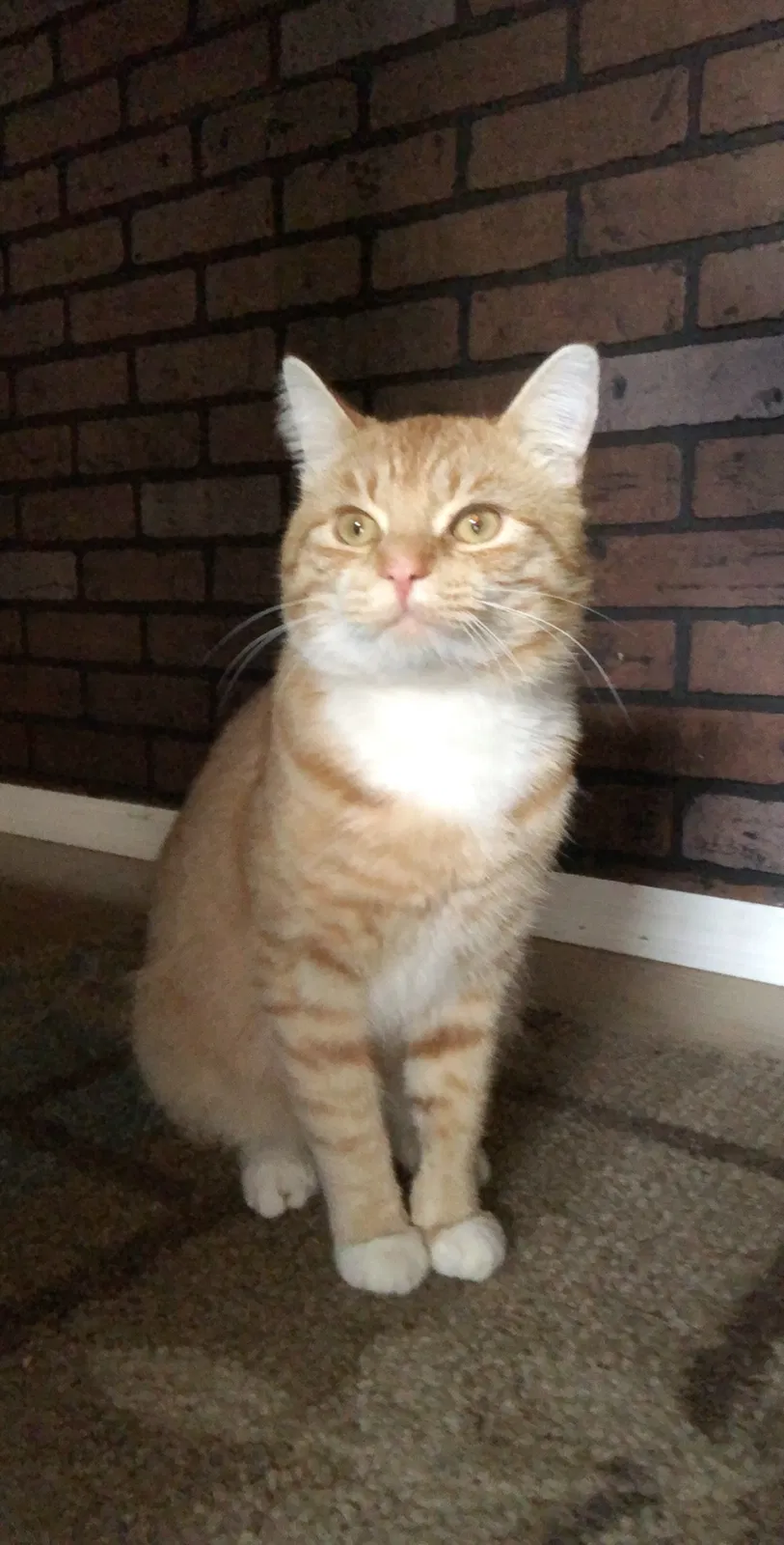 Lost cat in Tacoma, WA, 98466