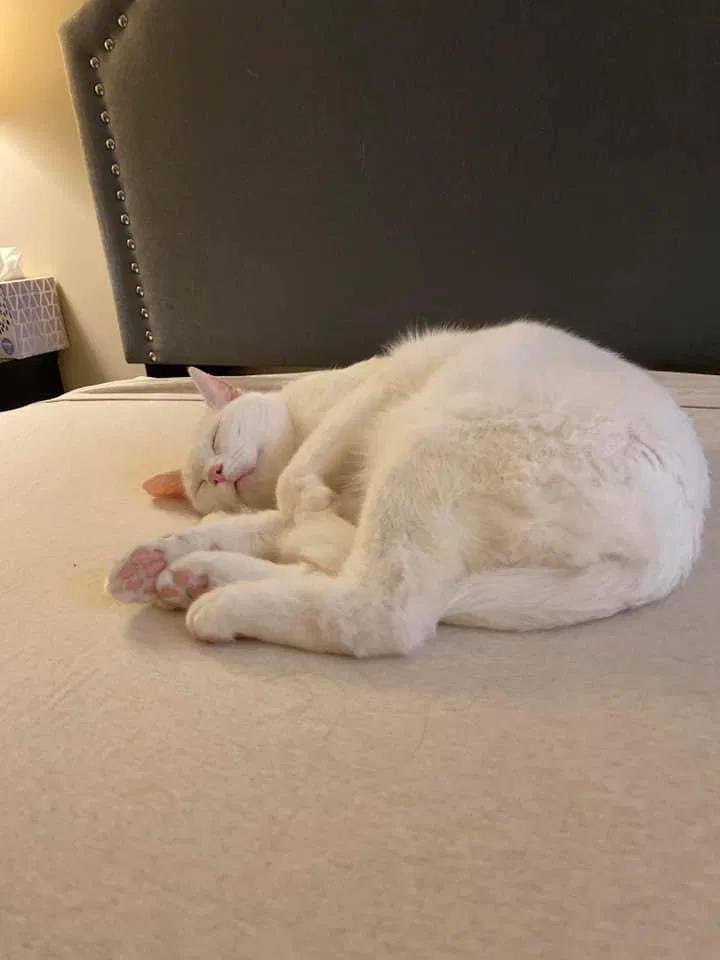 Lost cat in South Bend, IN, 46628