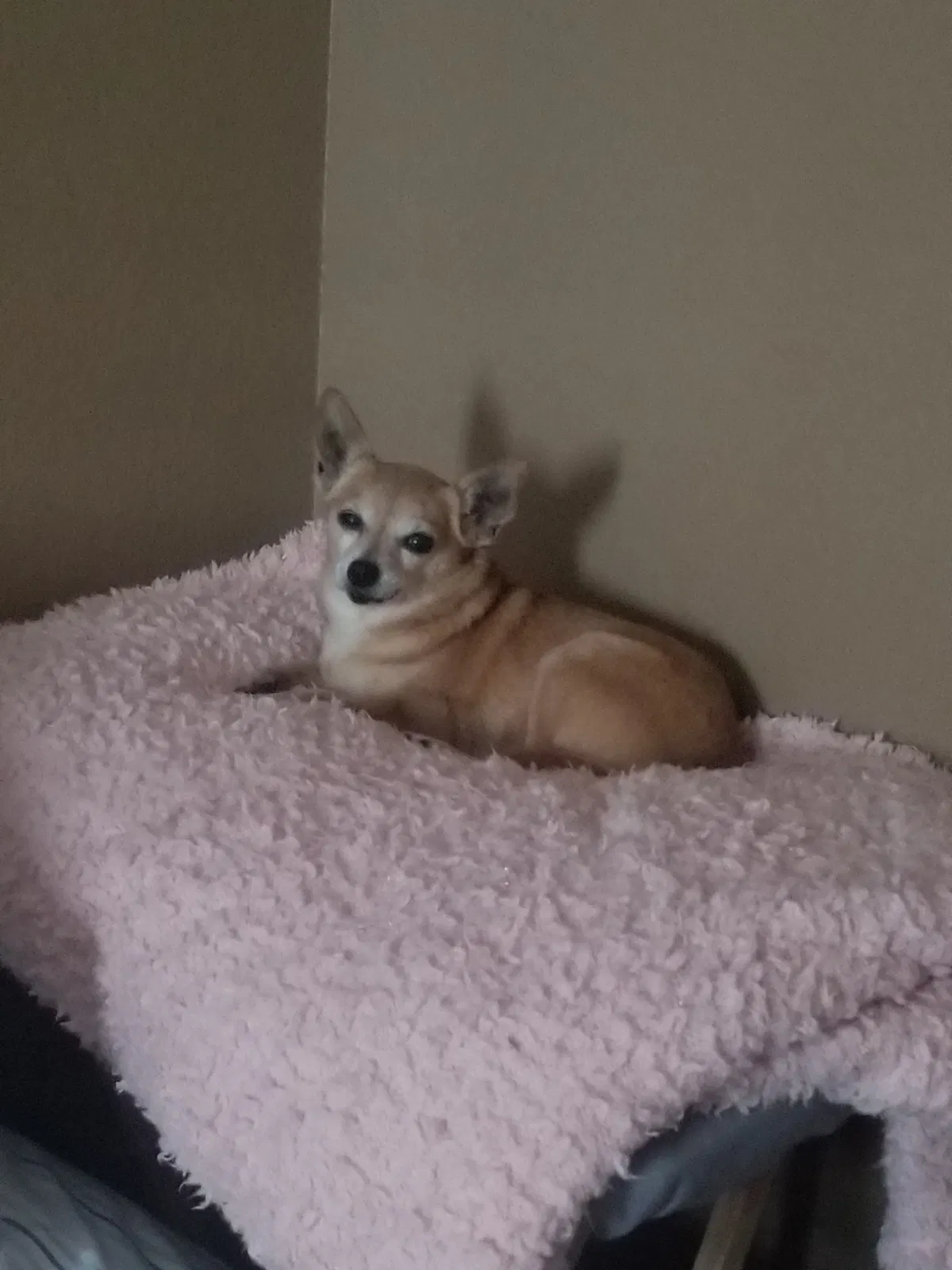 Lost dog in Elk Grove, CA, 95624