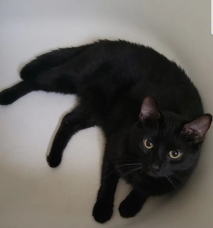 Lost cat in Appleton, WI, 54911