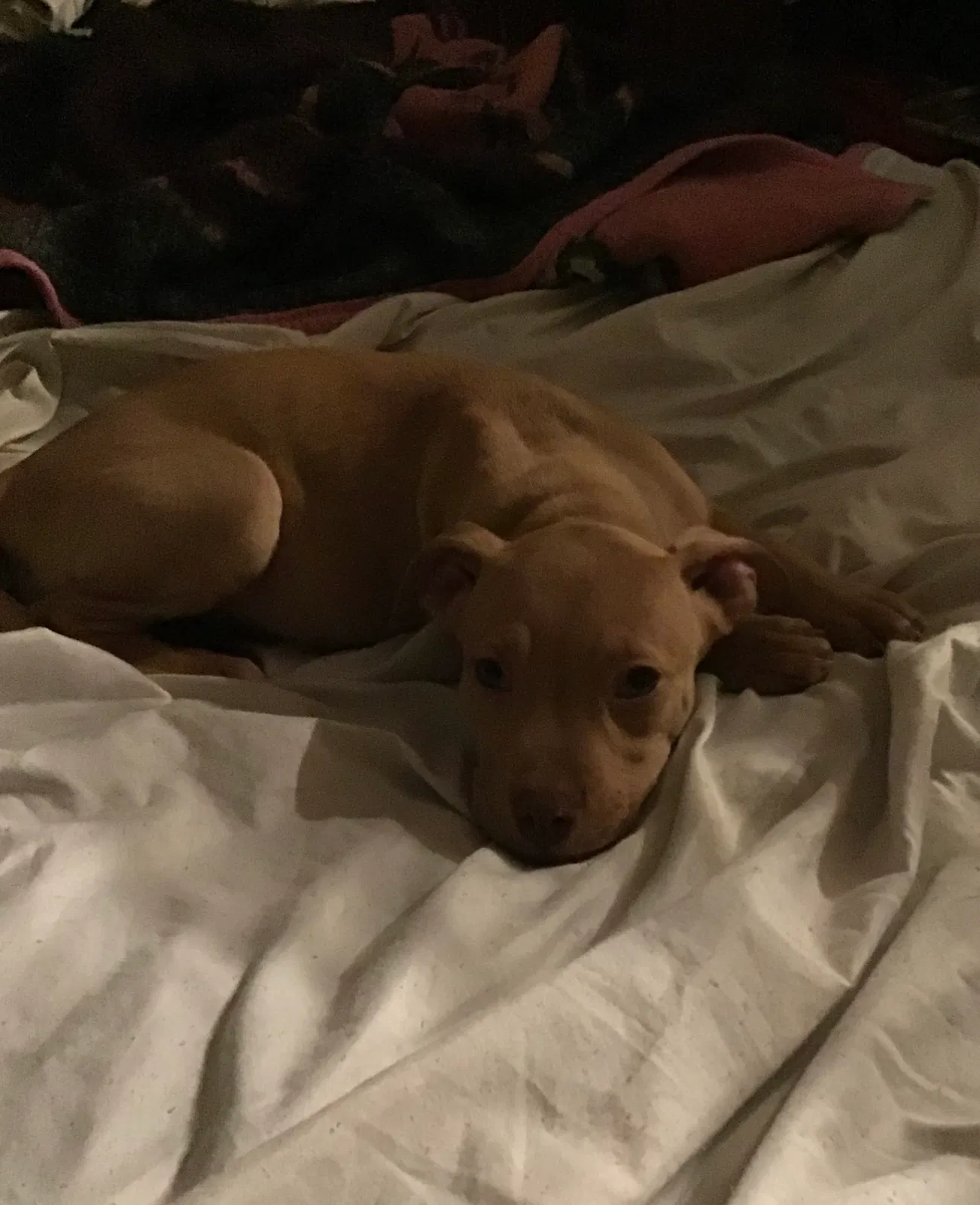 Lost dog in Bluffton, OH, 45817