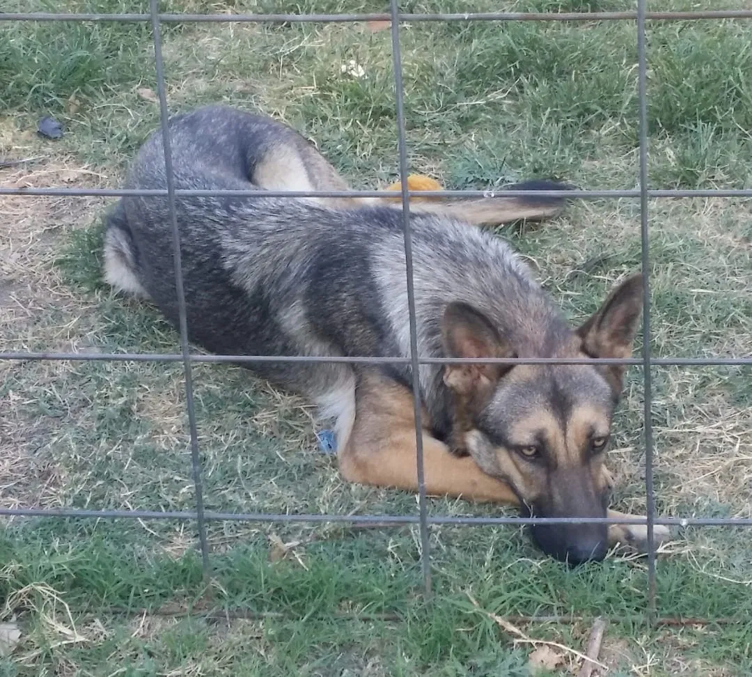 Lost dog in Fort Worth, TX, 76114