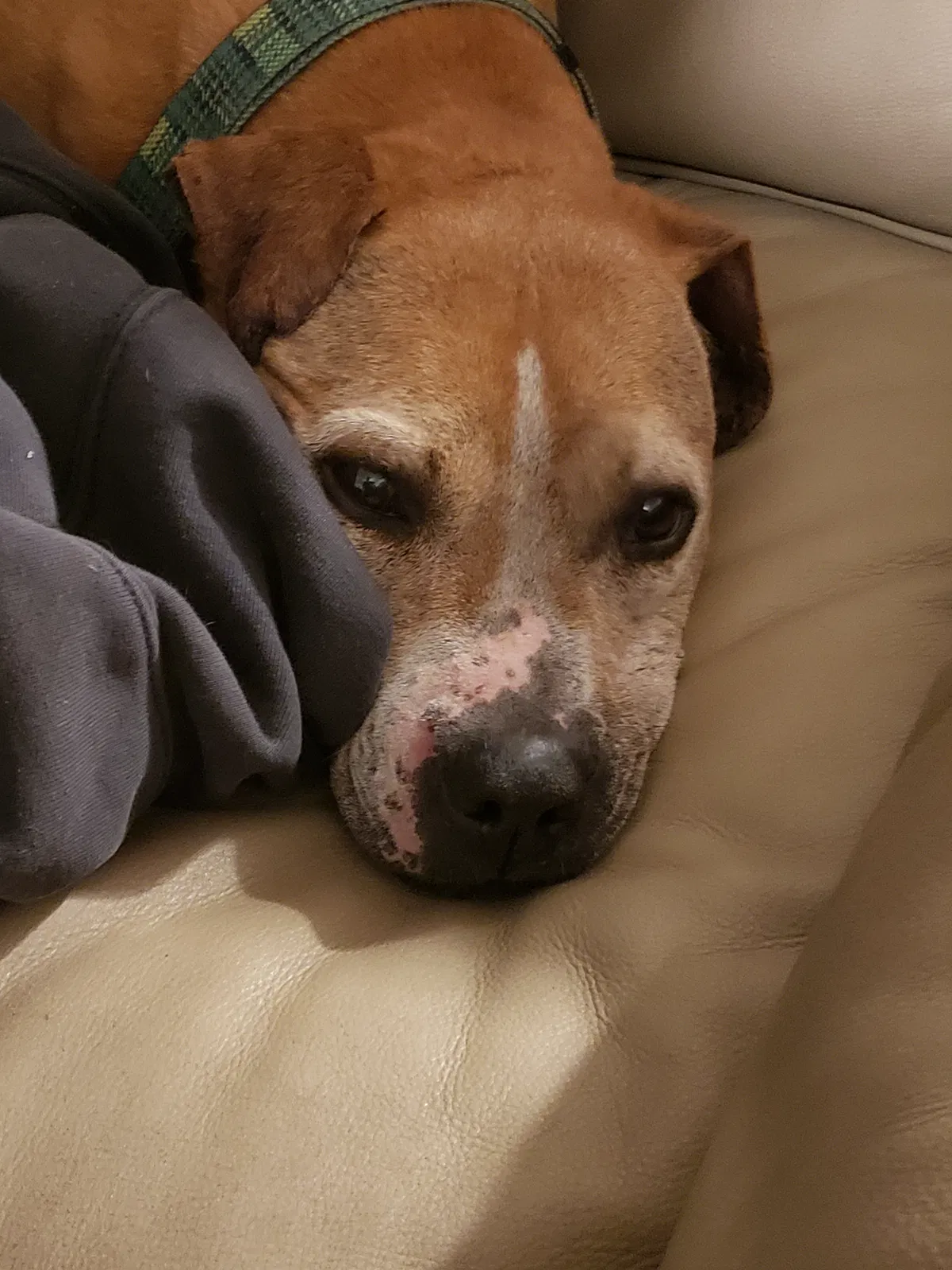 Lost dog in Cheyenne, WY, 82001