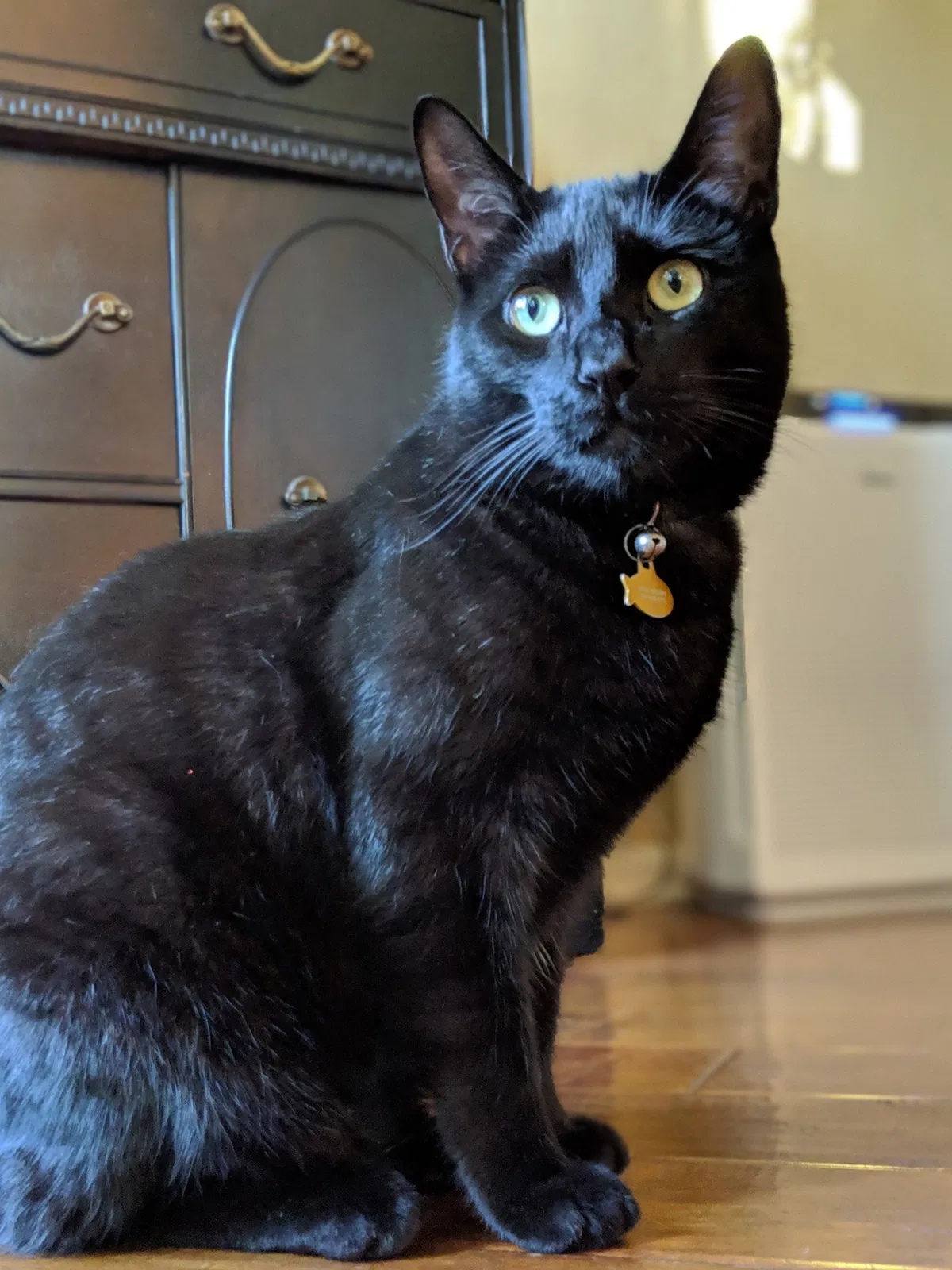 Lost cat in Rocklin, CA, 95765