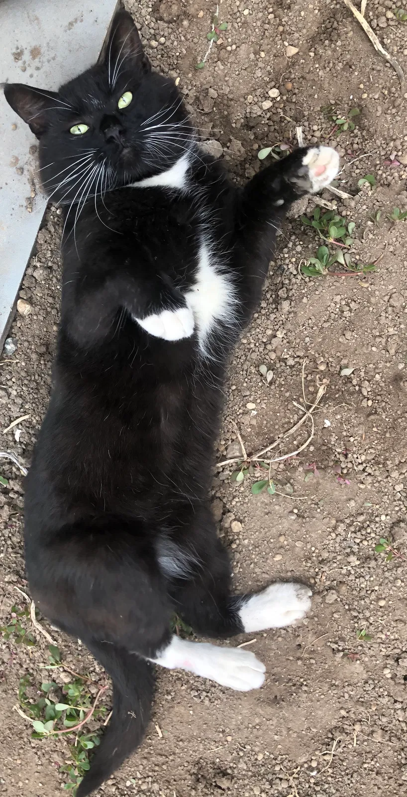 Lost cat in Tacoma, WA, 98408