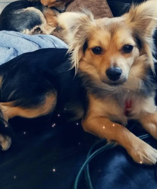 Lost dog in Unknown, CA, 16185
