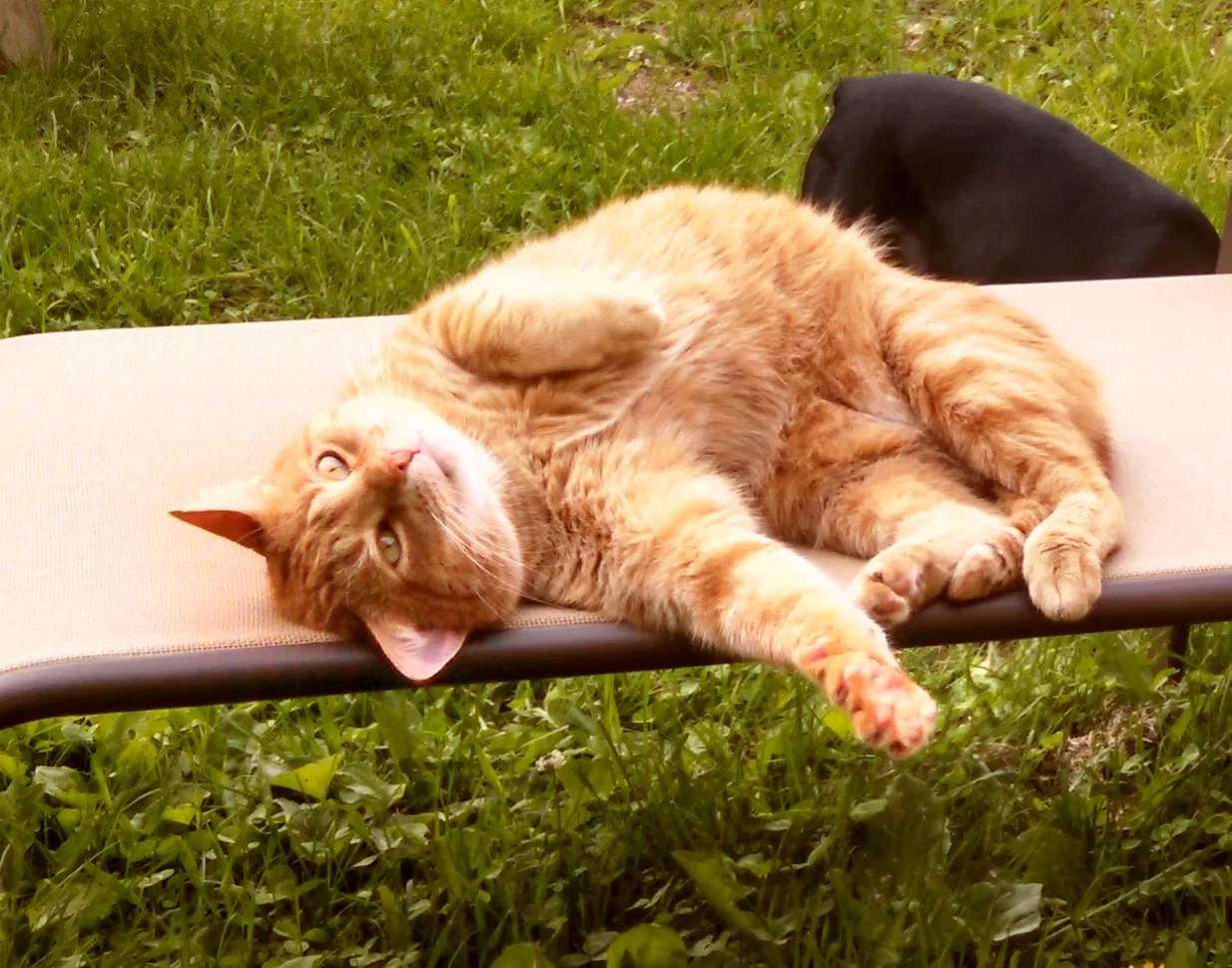 Lost cat in Tomah, WI, 54660