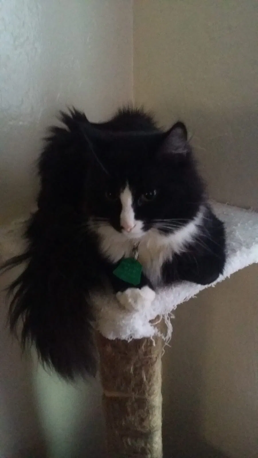 Lost cat in Hartford, CT, 6105