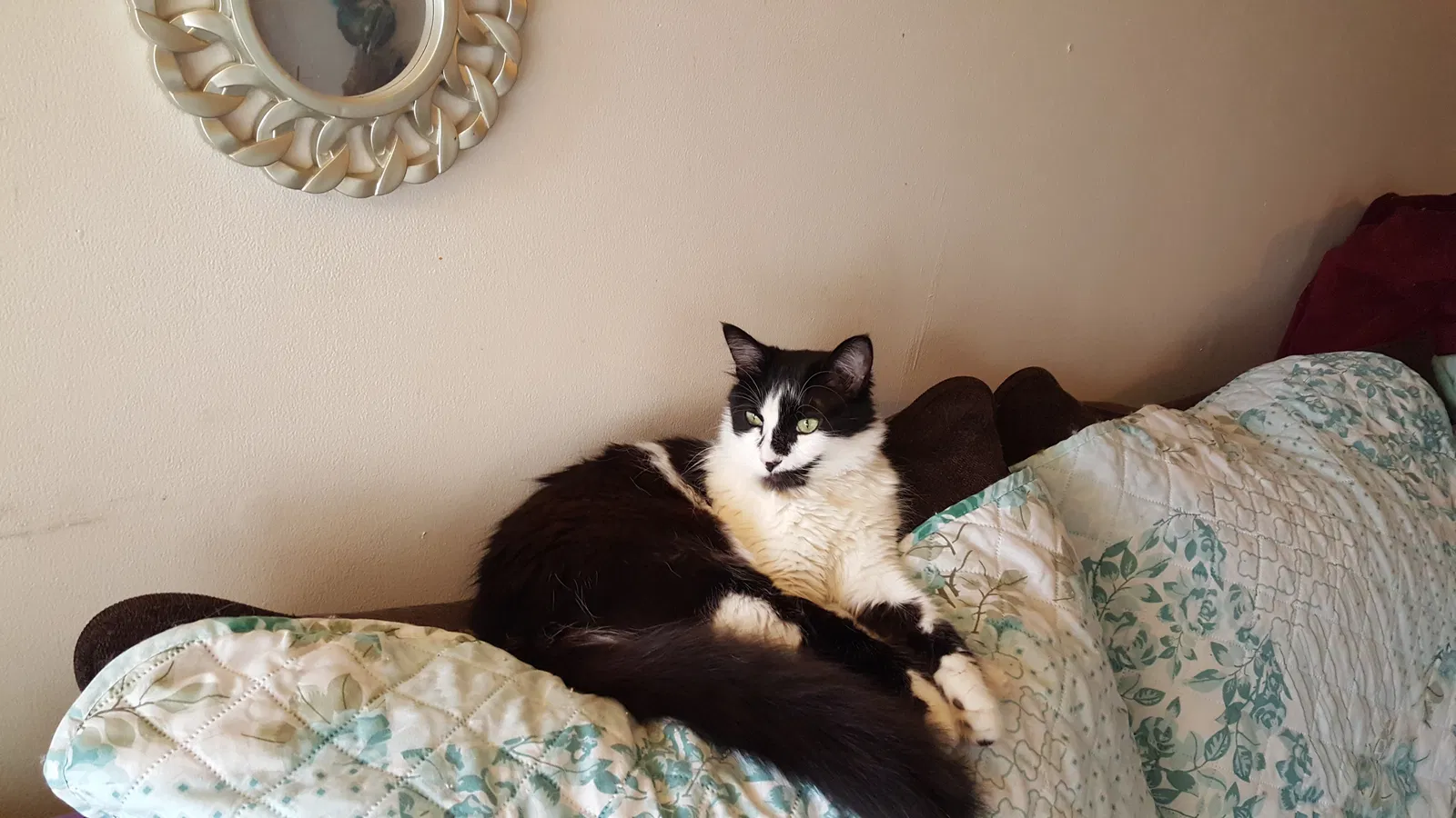 Lost cat in Columbus, OH, 43229
