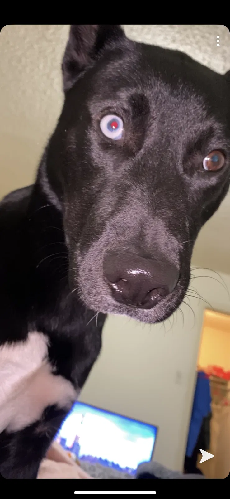 Lost dog in Denton, TX, 76201