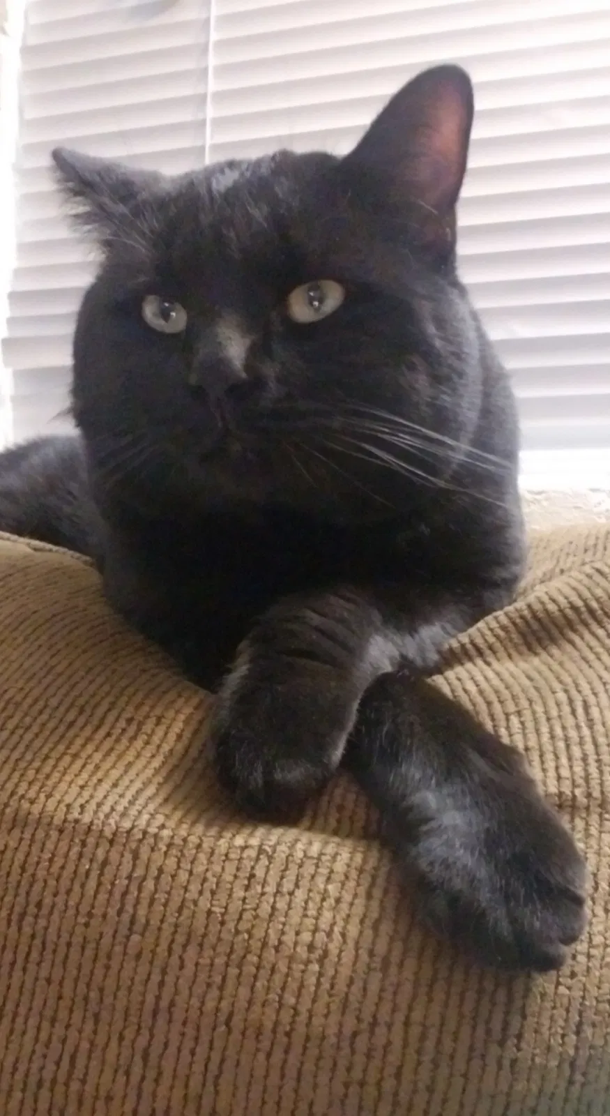 Lost cat in Tucson, AZ, 85716