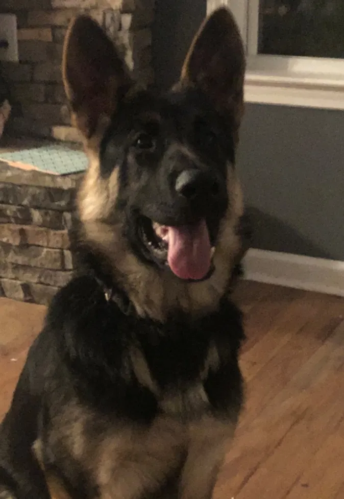 Lost dog in Heflin, AL, 36264