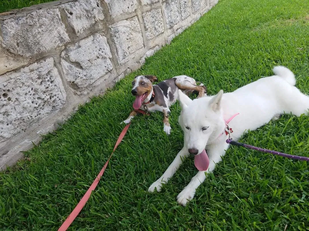 Lost dog in San Antonio, TX, 78263