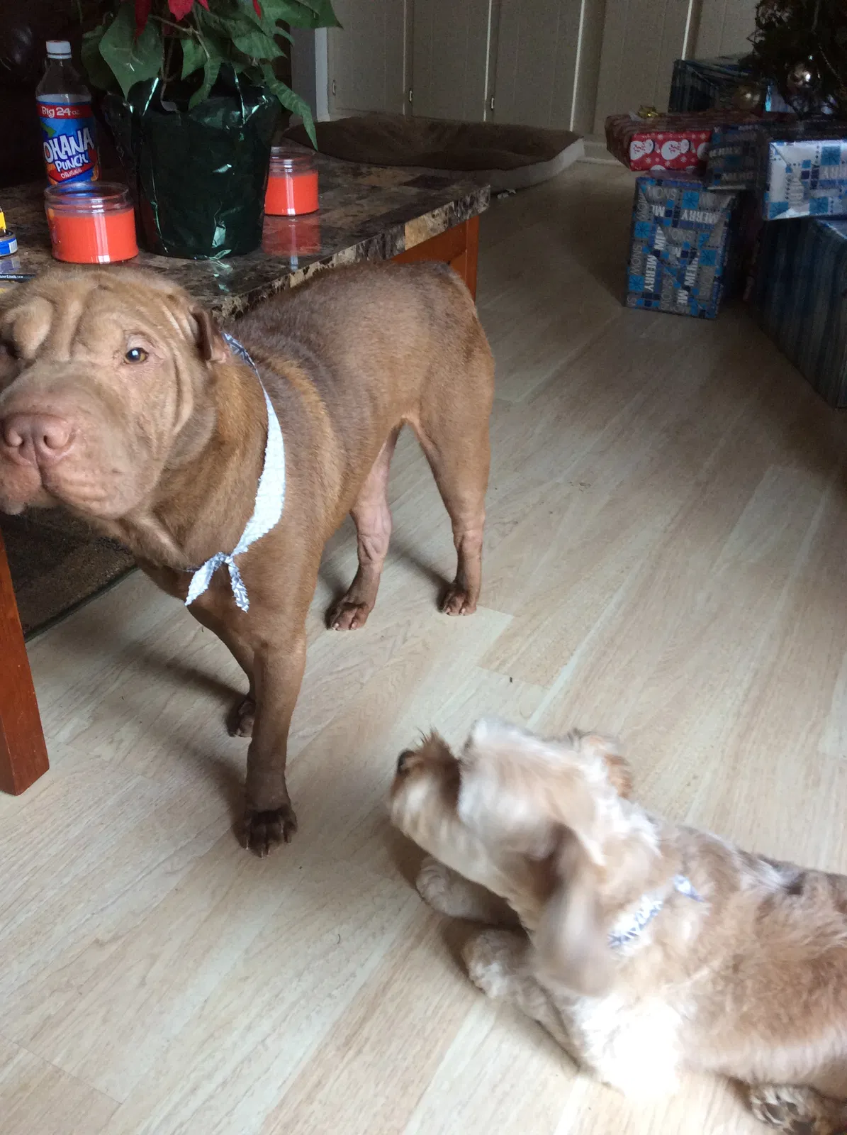 Lost dog in Greensboro, NC, 27410
