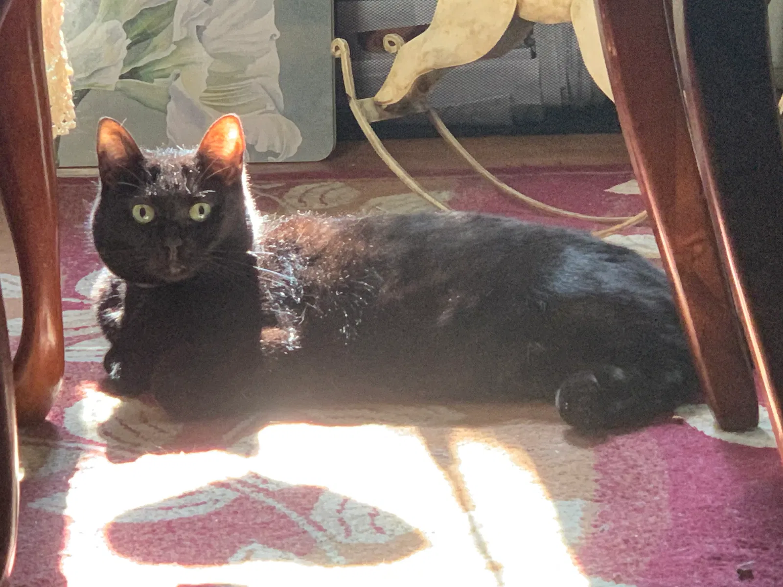 Lost cat in Wilmington, NC, 28405