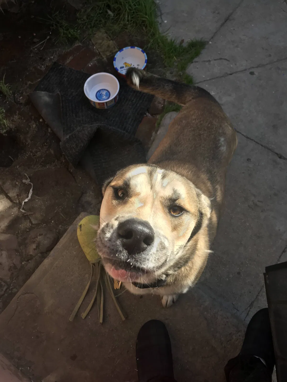 Lost dog in Venice, CA, 90291