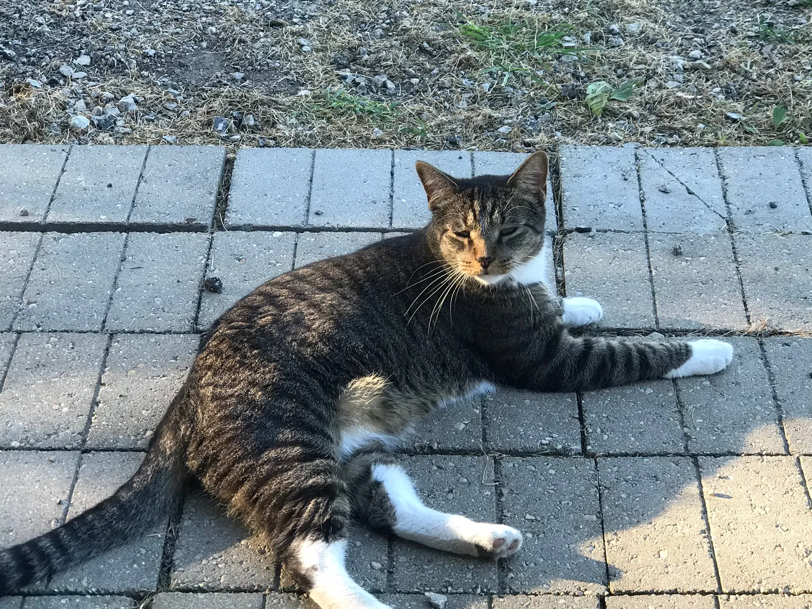 Lost cat in Minooka, IL, 60447