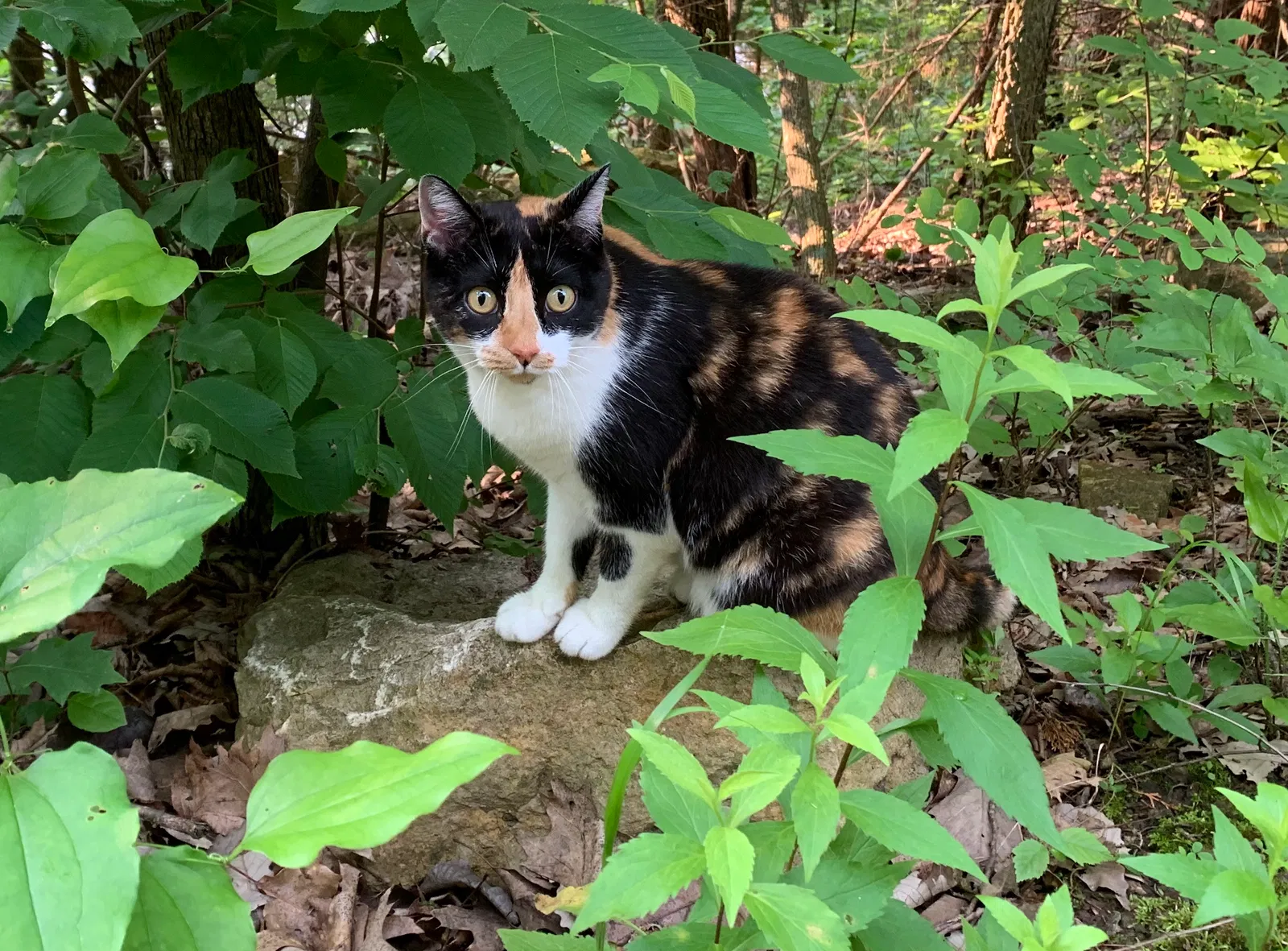 Lost cat in Bryan, TX, 77802