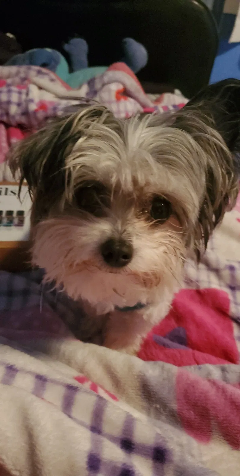 Lost dog in National City, CA, 91950