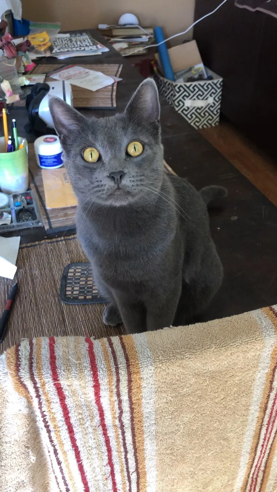 Lost cat in Perris, CA, 92571