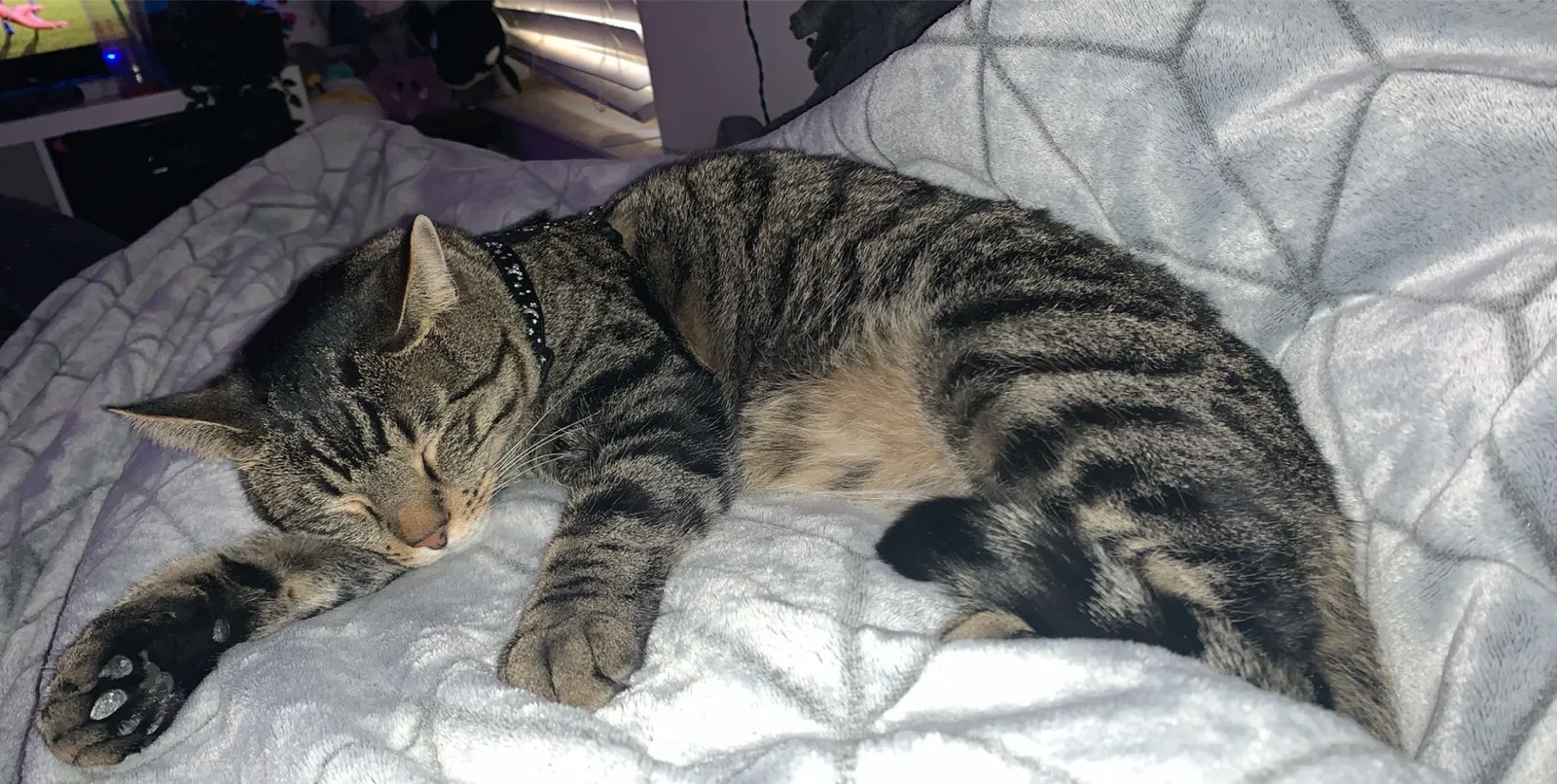Lost cat in Albuquerque, NM, 87106