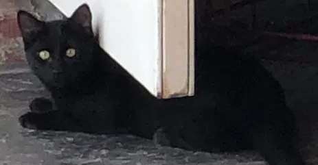 Lost cat in Duson, LA, 70529