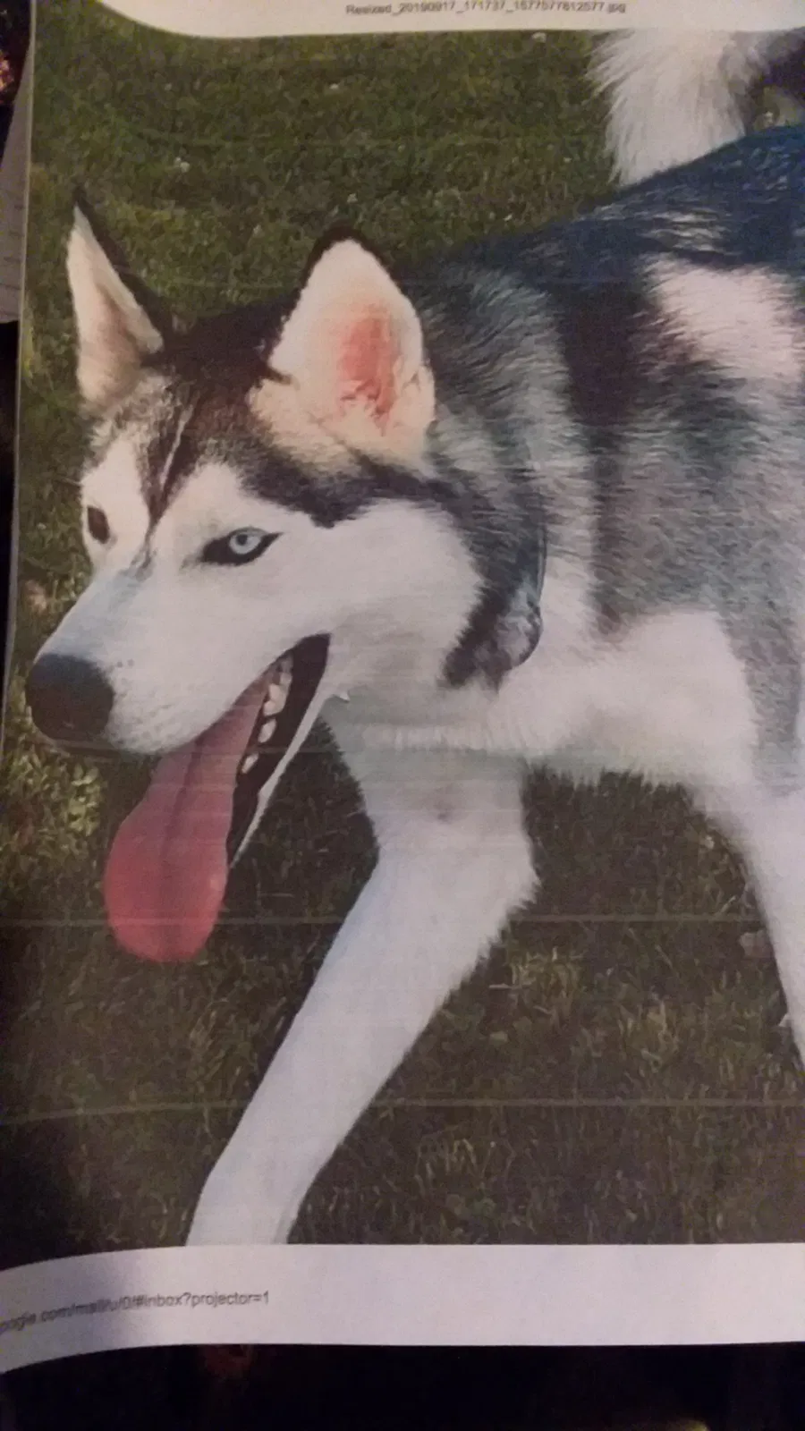 Lost dog in Waynesville, OH, 45068