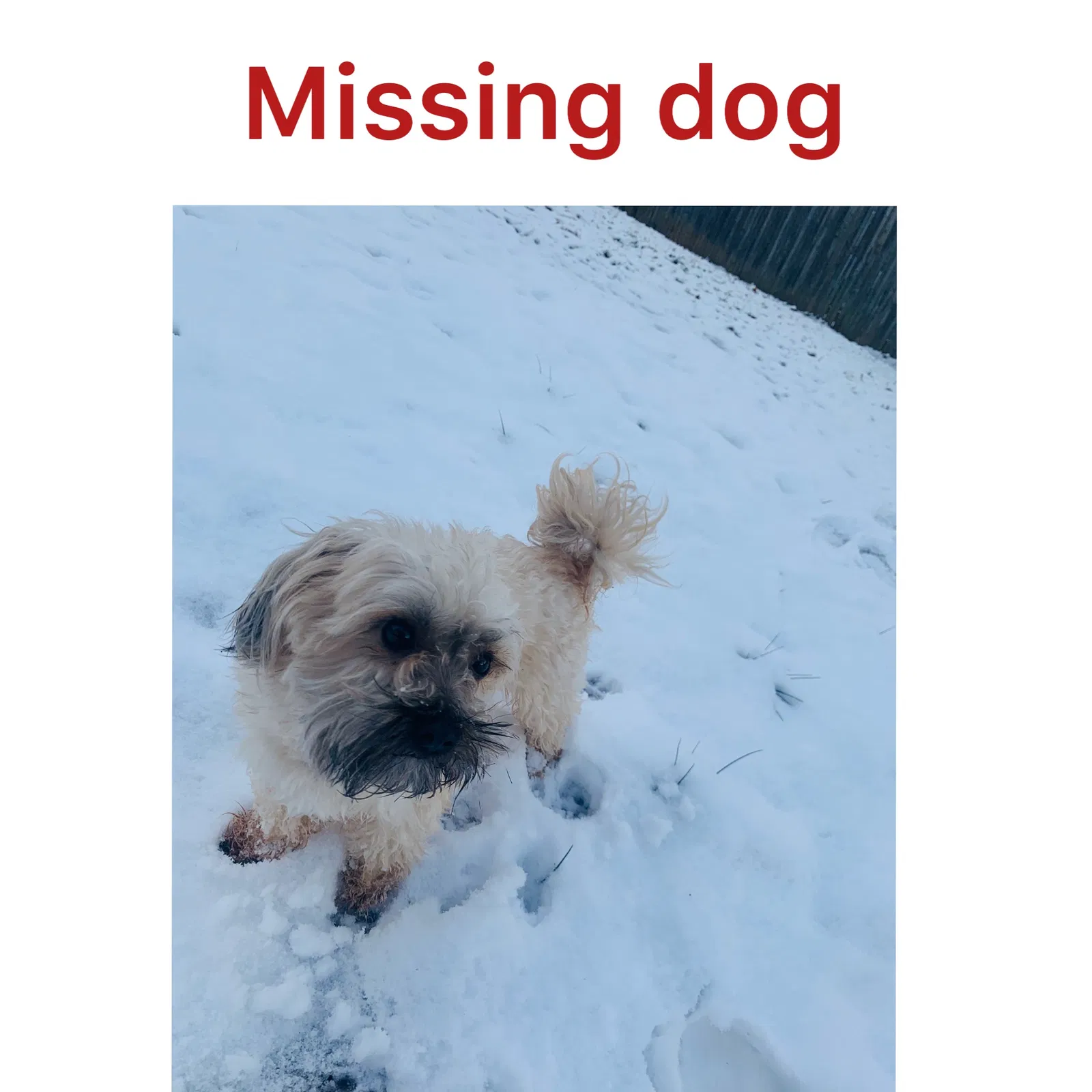 Lost dog in Manassas, VA, 20111