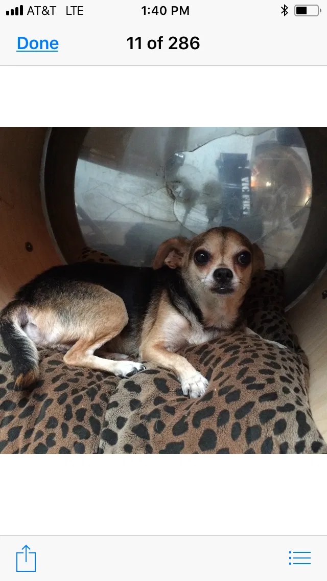 Lost dog in Riverside, CA, 92503